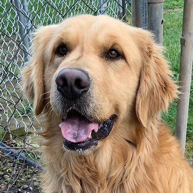 Harvey