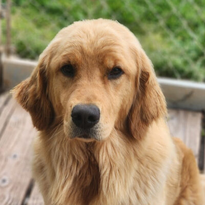 Heavenscent Star Kissed Bow On The Sea photo